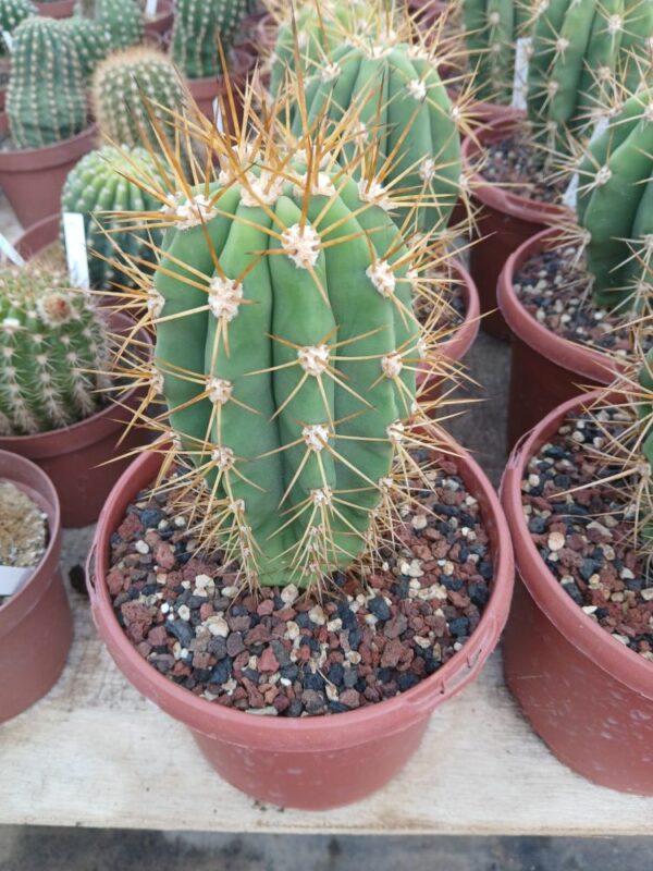 Trichocereus-terschechii