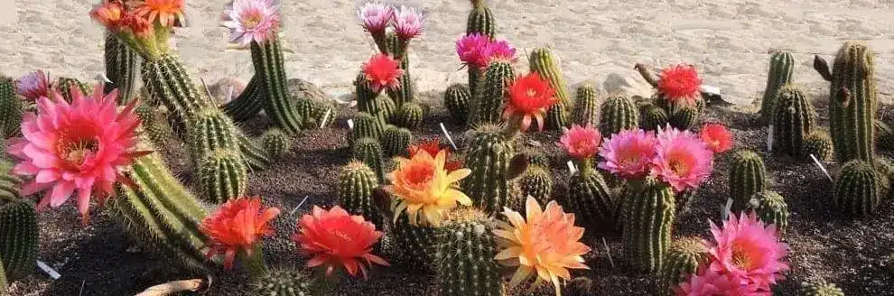 Bandeau de fleurs de cactus