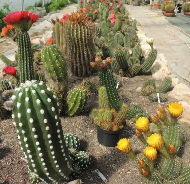 colonne de fleurs de cactus
