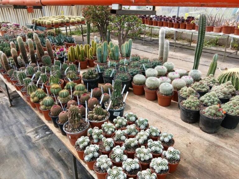 Intérieur des serres au Mas de Tardieu 2