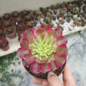 Aeonium mardi grasi