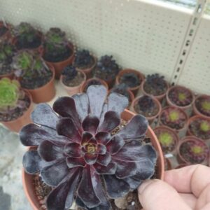 Aeonium  schwarzkopf