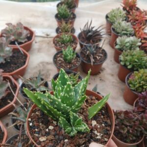 Aloe nobilis