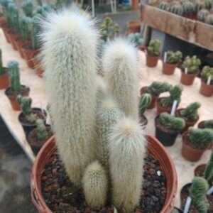 Cleistocactus strausii