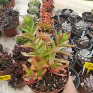 Crassula capitello campfire