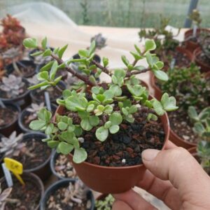 Portulacaria afra « variegata »