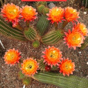 Trichocereus Apricot glow
