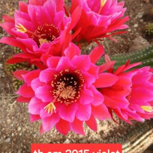 Trichocereus am 2015 violet