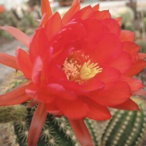 Trichocereus clotho rey ruan carlos x yelllow california