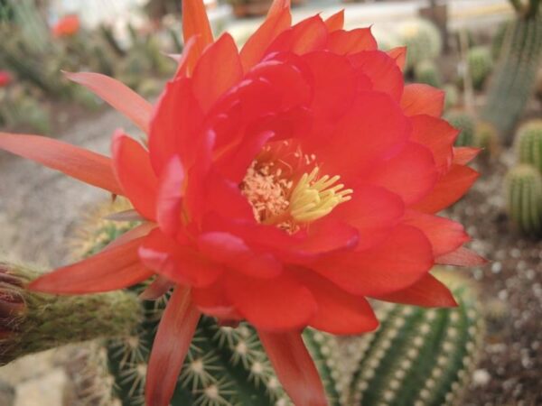 Trichocereus clotho rey ruan carlos x yelllow california