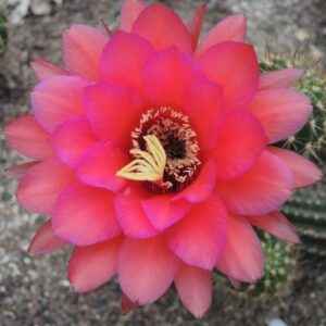 Trichocereus costale shigra x dainty bess