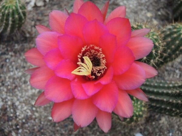 Trichocereus costale shigra x dainty bess