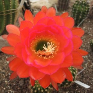 Trichocereus dryope ka 2009