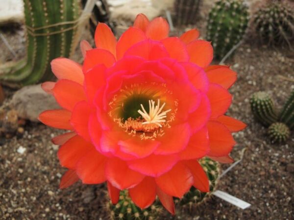 Trichocereus dryope ka 2009
