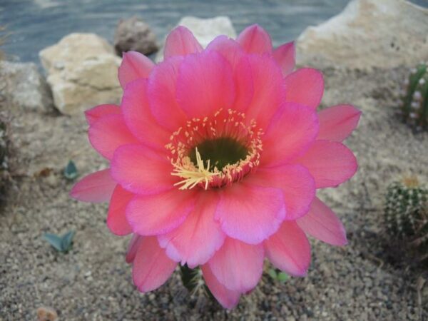 Trichocereus freya