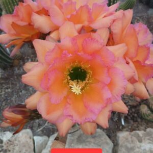 Trichocereus hawai