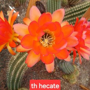 Trichocereus hecate