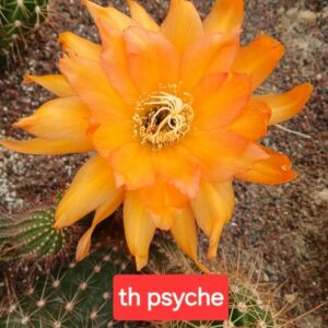 Trichocereus psyché