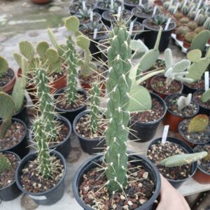 Austrocylindropuntia subulata