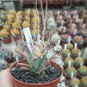 Leuchtenbergia principis
