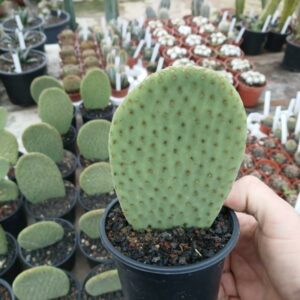 Opuntia microdasys Caress