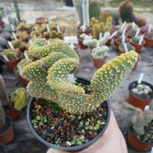 Opuntia microdasys pallida undulata