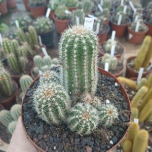 Trichocereus prolifera