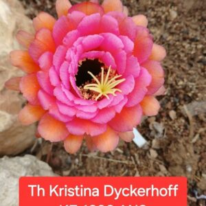 Trichocereus Atalante Kristina Dyckerhoff KE 1202 AN3