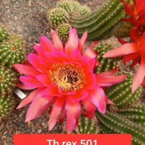 Trichocereus rex 501 Toutankhamon