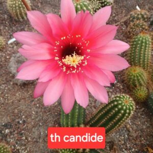 Trichocereus candide
