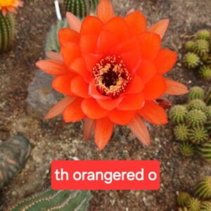 Trichocereus orangered O