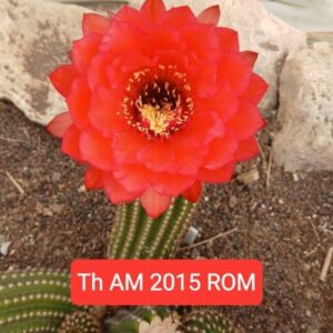 Trichocereus AM 2015 ROM