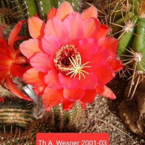 Trichocereus AW 2001-03