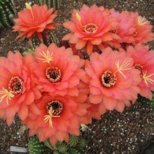 Trichocereus Dainty Bess