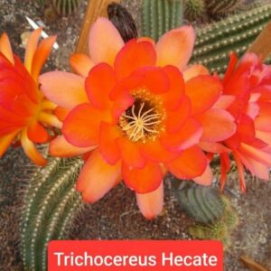 Trichocereus Hecate