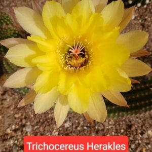 Trichocereus Herakles