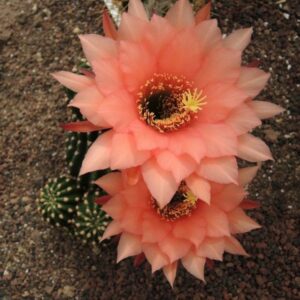 Trichocereus Pluto Cant orange