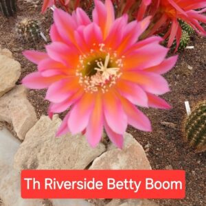 Trichocereus Riverside Betty Boom