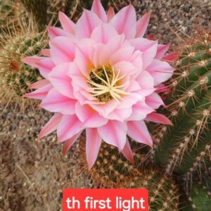Trichocereus first light
