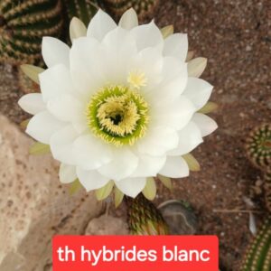 Trichocereus hybride blanc