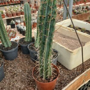 Trichocereus cuzcoensis