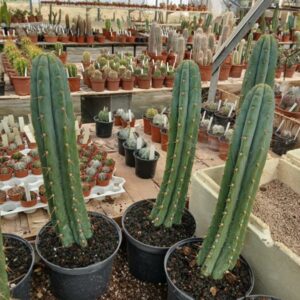 Trichocereus macrogonus