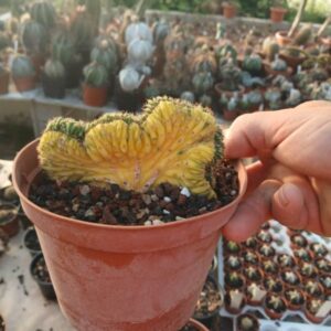 Trichocereus pachanoi cristata variegata