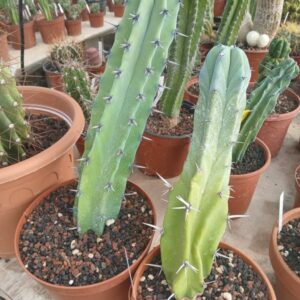 Myrtillocactus geometrizans