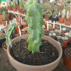 Myrtillocactus geometrizans fukurokuryuzinboku