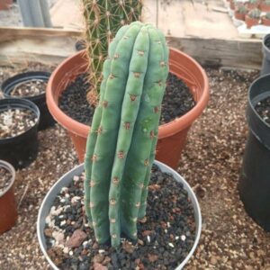 Trichocereus pachanoi
