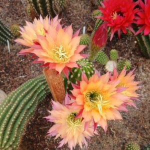Trichocereus super apricot