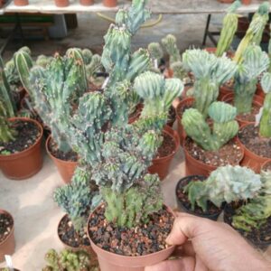 Cereus hildmannianus monstruosus