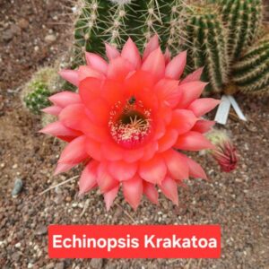 Echinopsis Krakatoa