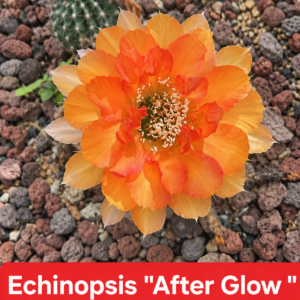 Echinopsis ‘After Glow’